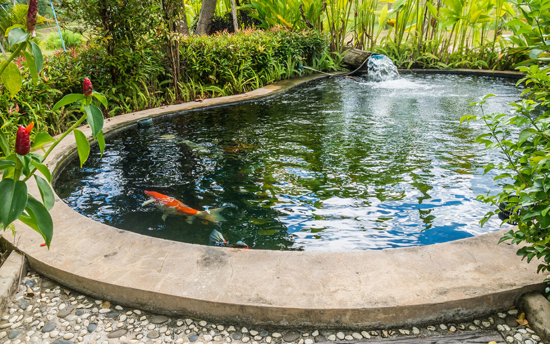 How Garden Ponds Bring Tranquility to Your Outdoor Space?