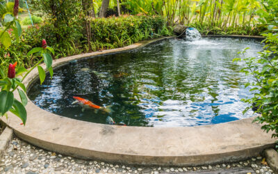 How Garden Ponds Bring Tranquility to Your Outdoor Space?