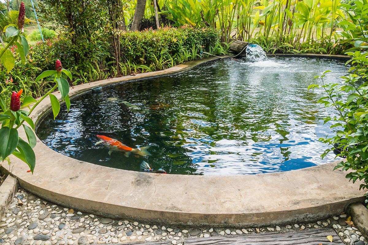 Home garden Ponds