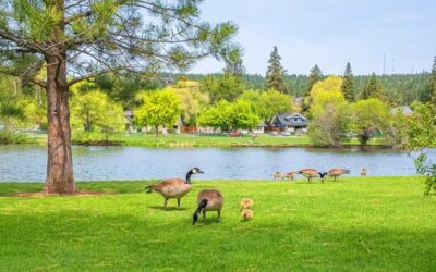 The Ultimate Guide to Keeping Your Garden Pond Clean and Healthy